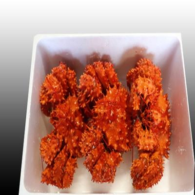 ふるさと納税 根室市 【北海道根室産】花咲かに300g前後〜450g前後×3尾 A-70001 |  | 03