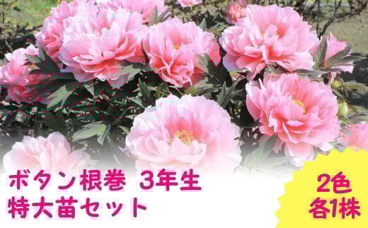 【先行予約】ボタン根巻 3年生 特大苗セット 2色各1株 （2025年9月中旬以降順次発送）新潟県 五泉市 新潟県花卉球根農業協同組合