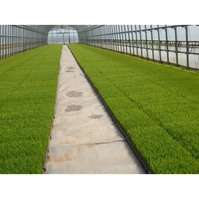 ふるさと納税 南砺市 【令和7年産】富山県産こしひかり　育(はぐくみ)白米　5kg×2個セット《南砺の逸品》 |  | 02