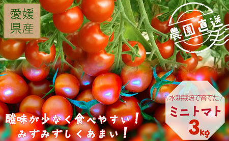 【2026年4月頃から順次発送】日高農園 水耕栽培 ミニトマト 3kg | トマト ミニトマト プチトマト 水耕栽培 トマト ミニトマト プチトマト 水耕栽培 トマト ミニトマト プチトマト 水耕栽培【HDK0013】