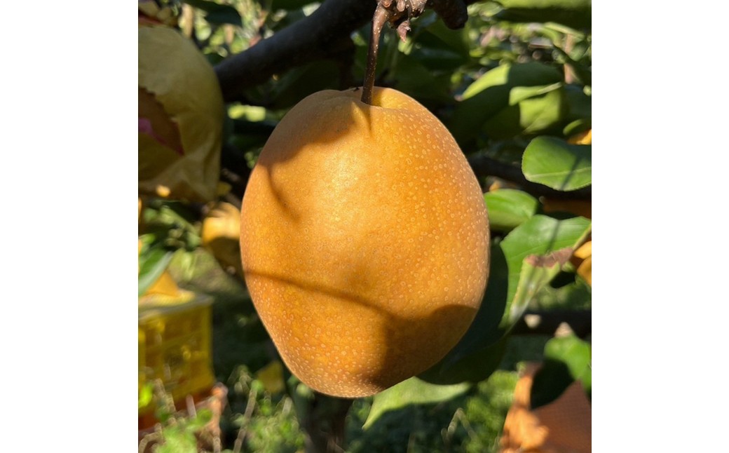 【先行予約】樹上完熟 王秋梨 5kg（7～12個）（2026年12月上旬～発送） 果物 梨 和梨 王秋 国産 5kg 先行予約 期間限定 ふるさと納税 フルーツ ふるさと納税 なし ふるさと納税 梨 