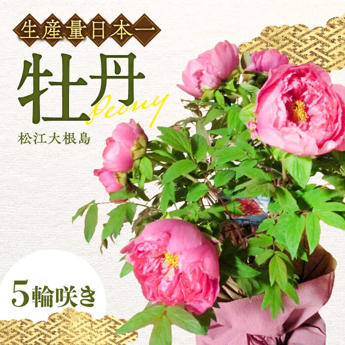 【ふるさと納税】【先行予約】【2026年12月上旬以降順次発送】鉢植え 松江大根島牡丹(宝寿ぼたん) 5輪咲き 島根県松江市/島根県農業協同組合くにびき地区本部[ALBC003]｜ ボタン ぼたん 花 鉢植え 植物 贈り物 庭 ガーデニング 観葉植物 園芸 縁起物 ギフト島根 松江
