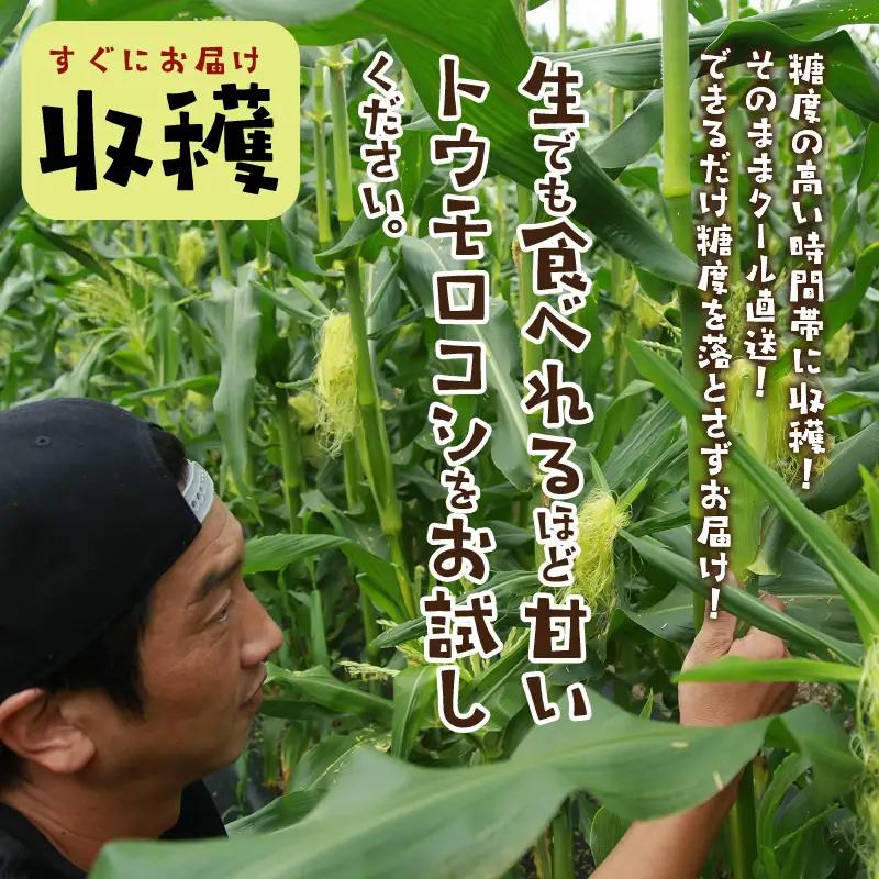 【先行予約】とうもろこし ホワイトコーン 10本 トウモロコシ