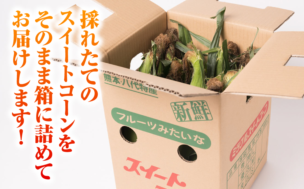 【先行予約】プリッとジューシー！ 熊本県 八代市産 スイートコーン ゴールドラッシュ 約4.5kg (13～16本) とうもろこし トウモロコシ コーン 甘い 朝採り 高糖度 BBQ  熊本県 八代市