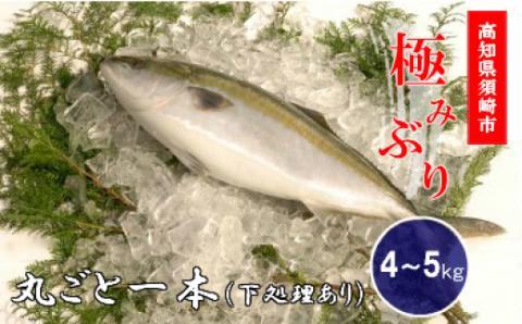 丸ごと一本！ブランド鰤「極みブリ」4~5kg（下処理有）