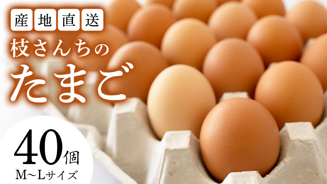 枝さんちのたまご 40個 (M～L40個) 産地直送 たまご 玉子 生卵 鶏卵 タマゴ 平飼い 桜川市産 茨城県産 卵 非遺伝子組換え [BT007sa]