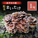 【ふるさと納税】舞茸 岐阜 原木まいたけ1kg 【揖斐川町】　揖斐川町　お届け：2024年10月中旬～2024年10月下旬