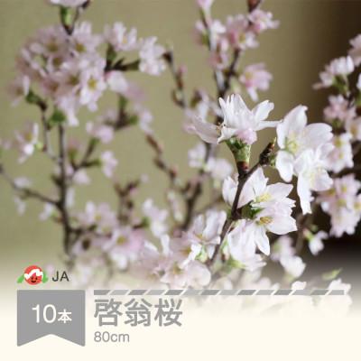ふるさと納税 村山市 啓翁桜(けいおうざくら)　80cm×10本
