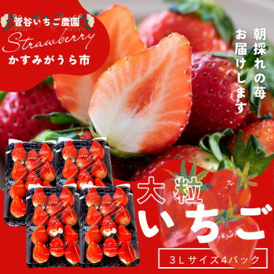 【ふるさと納税】菅谷いちご園の完熟いちご『いちごっ子』 3Lサイズ 11粒×4パック【配送不可地域：離島・北海道・沖縄県・信越、北陸・東海・近畿・中国・四国・九州】【1484634】