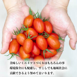 ミニトマト 4kg アイコ トマト ボーノトマト 農家直送 サラダ とまと ふるーつとまと トマト とまと tomato 美味しい 甘い 野菜 