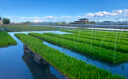 No.481 特別栽培　彩のかがやき　玄米10kg