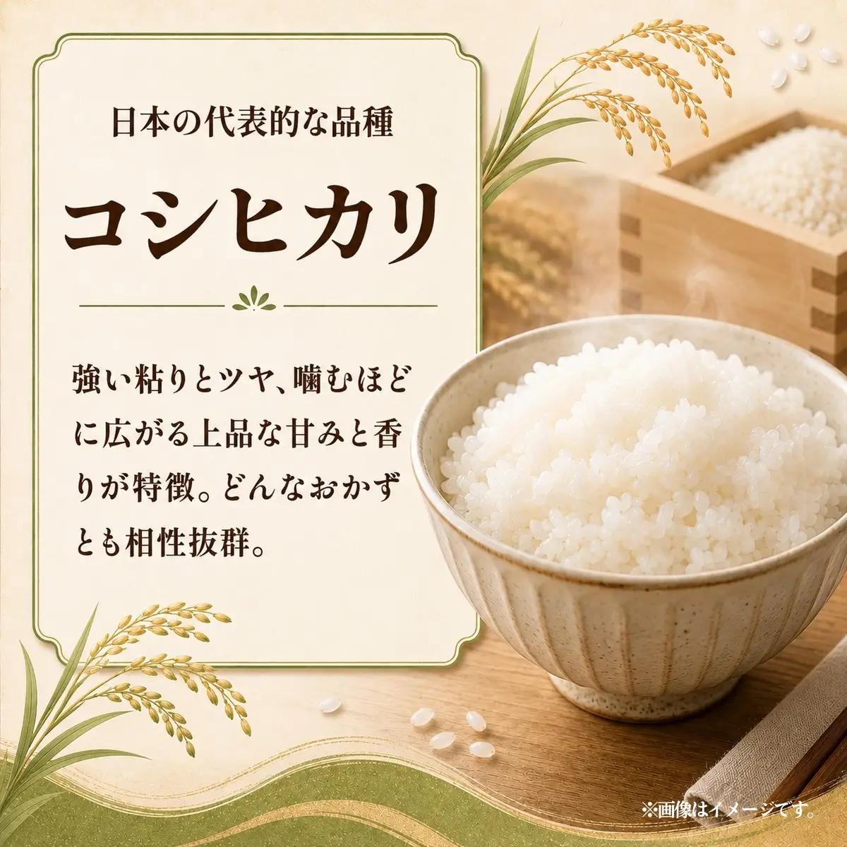 令和8年度米 コシヒカリ 玄米 5kg 農家直送 | 新米 令和8年 先行受付 期間限定 