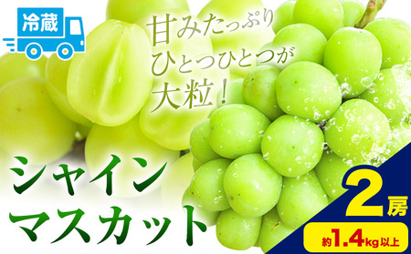 シャインマスカット 約700g以上 2房 黒川農園【先行予約】《10月上旬-11月中旬頃出荷》 ぶどう 送料無料 岡山県 浅口市 ぶどう フルーツ 果物 くだもの【配送不可地域あり】