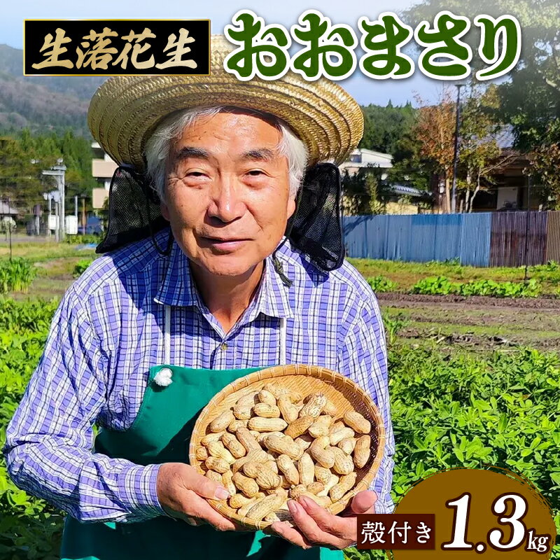 【ふるさと納税】 【先行受付】 生落花生 おおまさり 1.3kg 落花生 らっかせい ピーナッツ おつまみ ビール に合う おやつ お菓子 菓子 特産品 野菜 つぐちゃん畑 新潟 新潟県 新発田産 新発田市 tsuguchan005