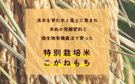 菊姫米　高級ブランドもち米こがねもち使用　もち米5kg【ADATARAふぁーむ】