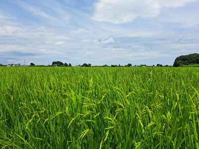 【令和8年産】コシヒカリ 精米 10kg【茨城県共通返礼品　美浦村産】 ※2026年10月～発送
