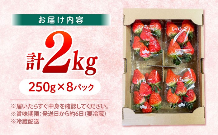 いちご イチゴ 苺 フルーツ 果物 イチゴ イチゴ 苺 ichigo strawberry ストロベリー フルーツ 果物