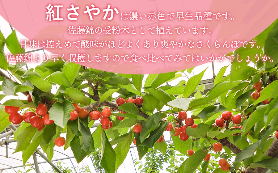 【令和7年産先行予約】 さくらんぼ 紅さやか M～Lサイズ 混合 バラ詰め 1.6kg(200g×8)　山形県鶴岡産　仁三郎さくらんぼ園