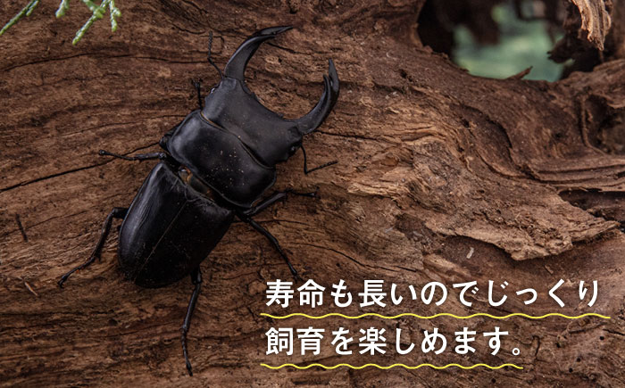 オオクワガタ ペア (Lサイズ)　糸島市 / 糸島クワガタの森 昆虫 ペット [AUN004] クワガタ オオクワガタ  クワガタムシ 昆虫 ペット 虫 生体 国産 ペア 成虫