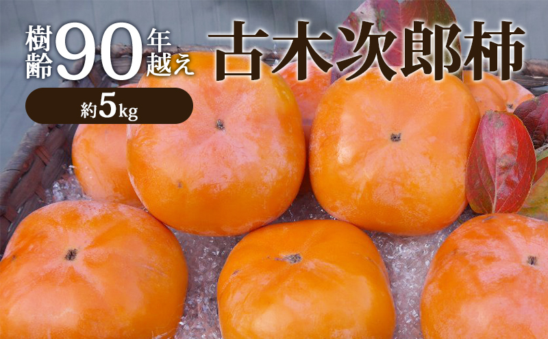 
            樹齢90年越え古木次郎柿 約5kg [ かき カキ 果物 フルーツ 産地直送 ]
          