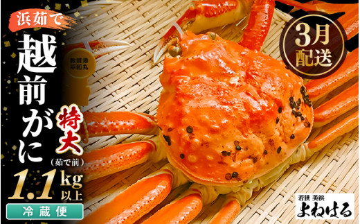 【先行予約】≪浜茹で≫ 天然 越前がに 特大 (茹で前1.1～1.3kg) × 1杯 【2027年3月上旬以降順次発送予定】冷蔵ですので、届いてすぐお召し上がりいただけます！ タグ付 福井を代表する冬の味覚！【越前ガニ 越前蟹 かに ずわい ズワイ 福井】[m17-x003_03]