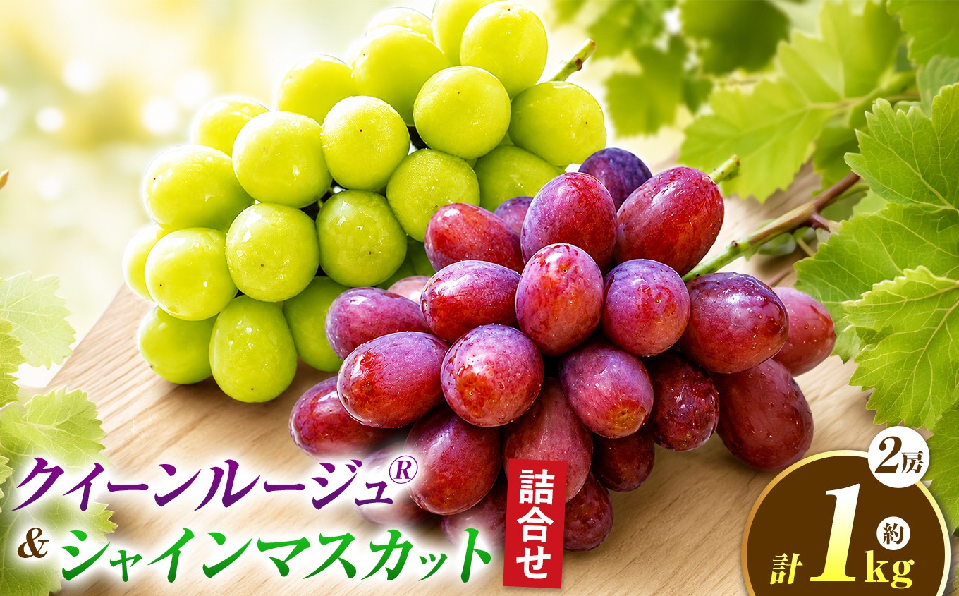
                  クイーンルージュ ® & シャインマスカット 詰合せ 約1kg 各1房 【2026年9月上旬～11月上旬発送予定】［新規就農者応援コース 幸作会］｜フルーツ ブドウ 果物 ぶどう 葡萄 長野 信州 クール便 冷蔵便 詰め合わせ セット 食べ比べ ぶどう詰め合わせ 小布施町［K-37］
                