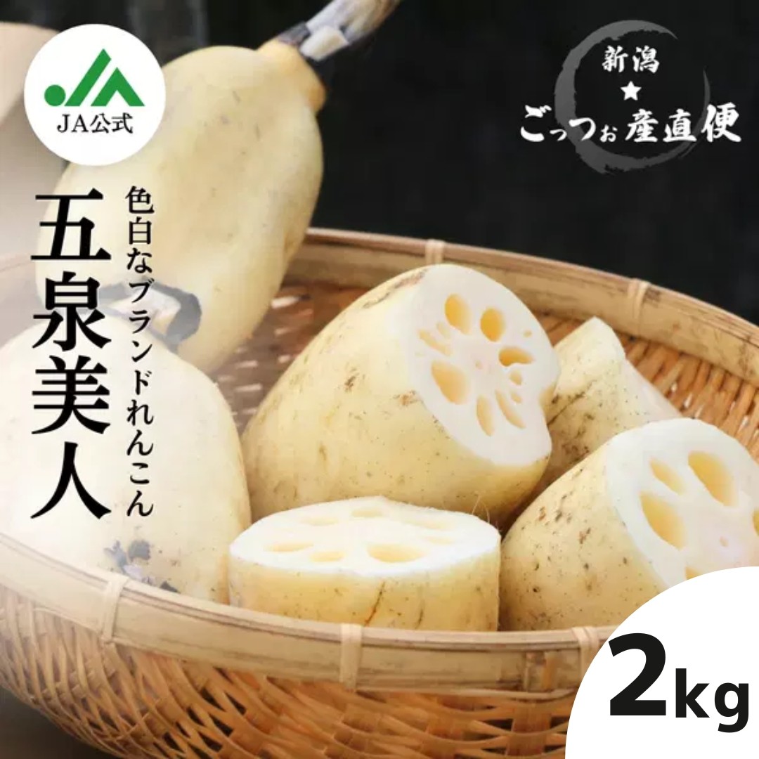 
                  【 夏季限定 】 れんこん 2kg 五泉美人 美白れんこん | レンコン 蓮根 野菜 根菜 産地直送 国産 新潟県 五泉市 五泉蓮根生産組合  [ 2025年7月～9月まで]
                
