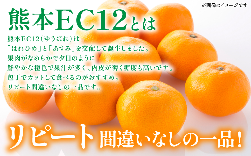 【先行予約】 八代市 東陽産 EC12みかん 2kg以上入り(8玉～20玉)  柑橘 ミカン くだもの 果物 フルーツ デザート 【2025年11月下旬より順次発送】