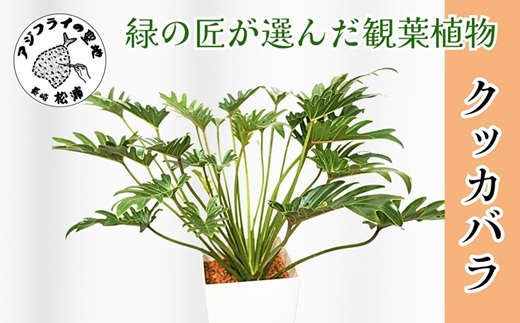 緑の匠がえらんだ観葉植物 素敵な空間づくりに クッカバラ 7号( クッカバラ 観葉植物 インテリア 植物 新築祝い 贈り物 開店祝い 引っ越し祝い 送料無料 )【B8-022】