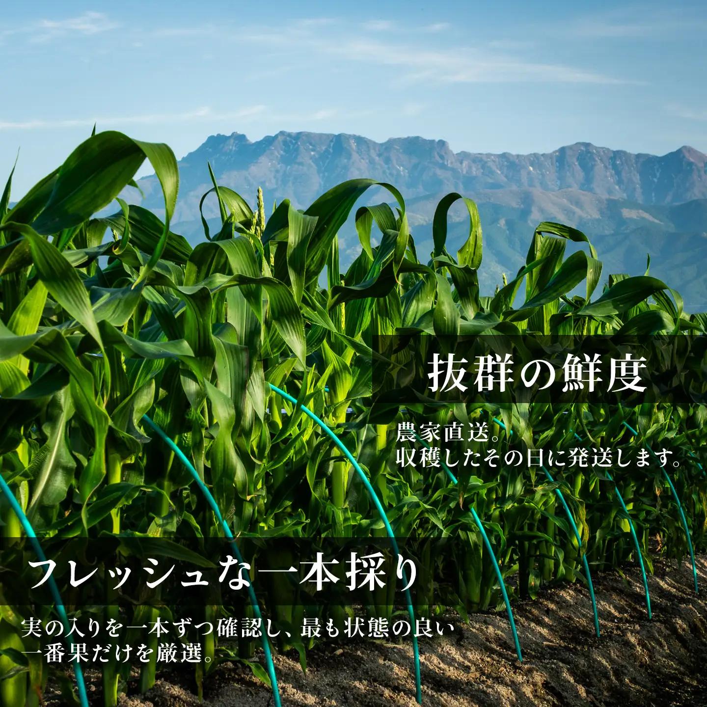 闇採り スイートコーン 24本入 とうもろこし コーン 採れたて新鮮