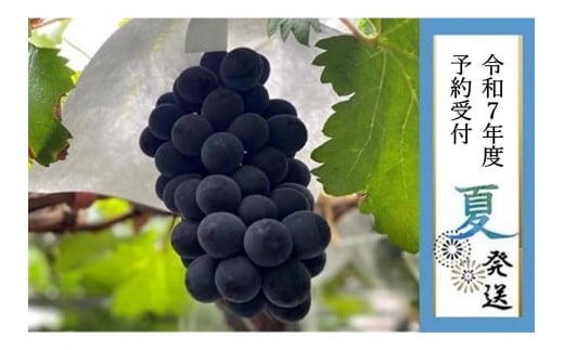 
            【貝塚市産】特選ブラックビート２房入り 1.4kg以上　2025年8月より発送
          