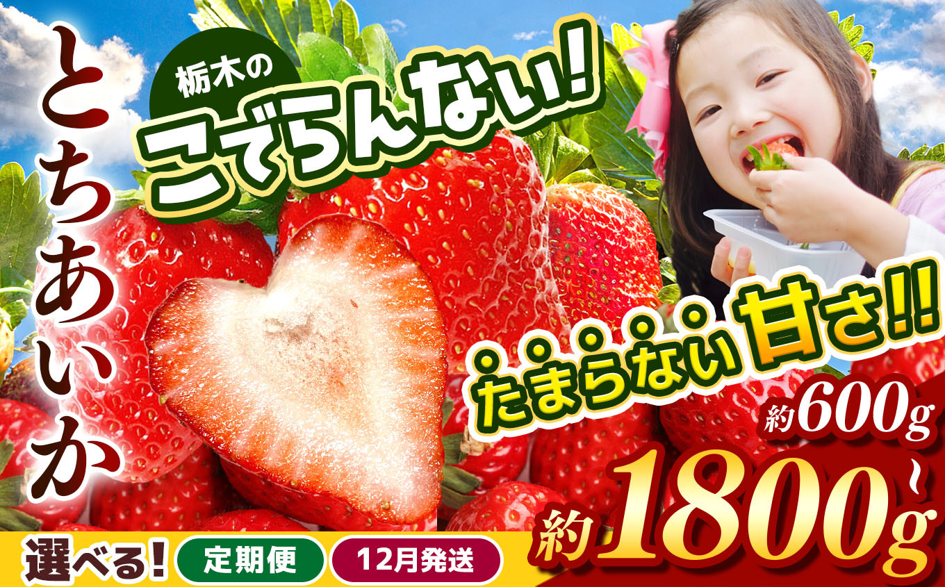 
            栃木のこでらんないイチゴ（とちあいか）約600～1800g ｜ 選べる 容量 発送時期 定期便 とちあいか いちご イチゴ おいしい フルーツ 栃木 日本一 高糖度 甘い 完熟 栃木県 真岡市 送料無料
          