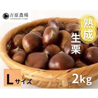 ふるさと納税 筑西市 【 吉原農場 の 完熟栗 】 熟成 生栗 2kg Lサイズ