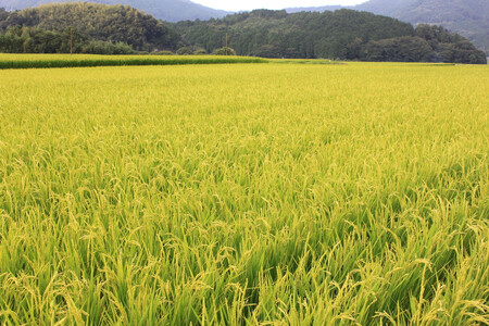 【定期便全3回】【令和7年産新米予約】【食味鑑定士厳選】福岡県産 夢つくし5kg (5kg×1袋) 合計 15kg