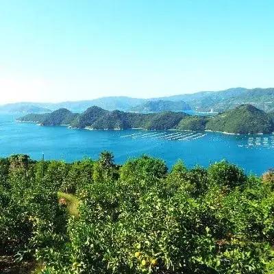 【先行受付】高糖度で滑らかな食感!八幡浜が誇るブランド柿「富士柿」【C28-32】【1089670】 YWTN022