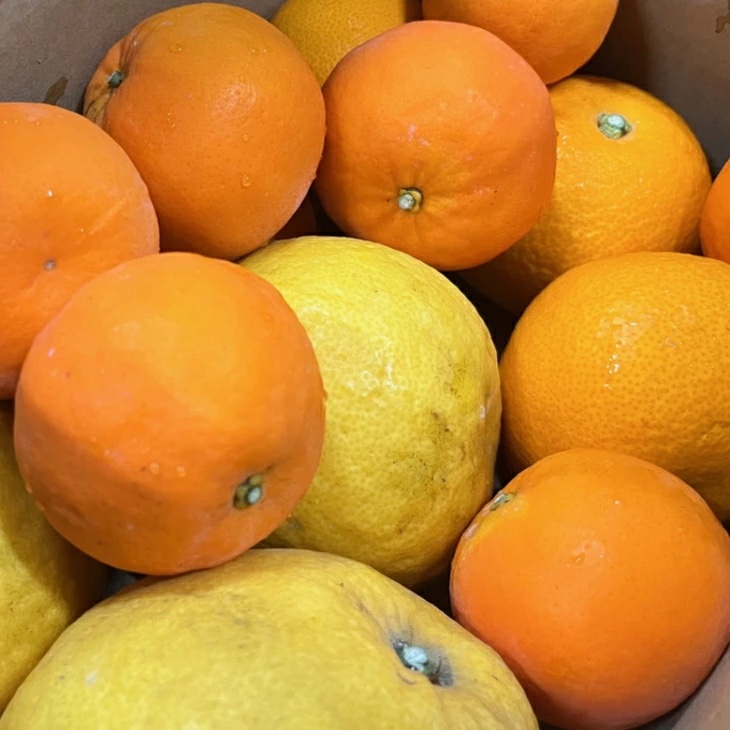 【先行予約】旬の柑橘詰め合わせセット（ご家庭用）約10kg ｜ フルーツ ふるーつ 果物 くだもの 詰め合わせ オレンジ みかん レモン 国産 産地直送 美浜町 ※2026年1月中旬～4月下旬頃に順次