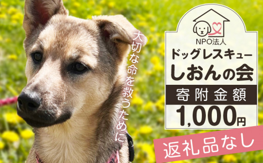 
【野犬の保護活動】浜中町「ドッグレスキューしおんの会」を支援　1000円分 返礼品なし_H0039-001
