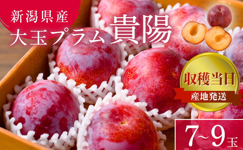 プラム 貴陽 7～9玉 収穫当日出荷 冷蔵便 大玉 すもも 皮ごと フルーツ 果物 おやつ デザート 希少品種 産地直送 新潟県 新潟