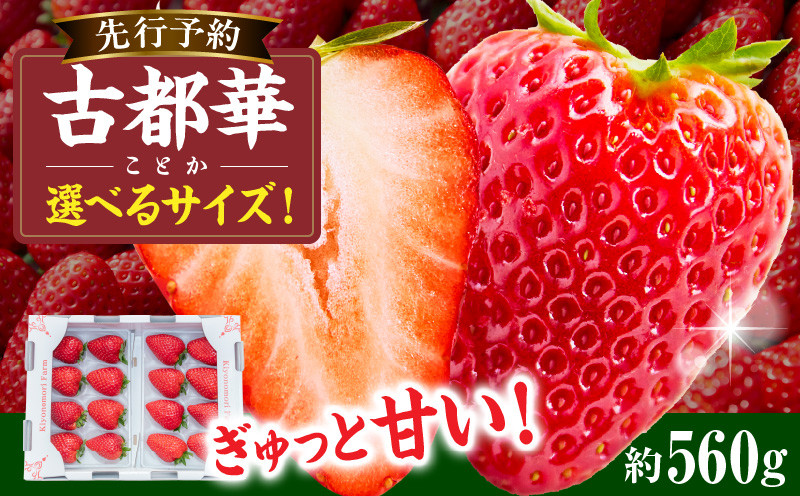 
            【選べるサイズ】【2026年1月発送】高級いちご「古都華」2パック　先行予約 ことか 甘い 糖度 濃い 濃厚 果汁 香り 朝摘み いちご イチゴ 苺 フルーツ 果物 くだもの ご褒美 ごほうび 贈答 贈り物 ギフト プレゼント 冷蔵 奈良県 生駒市 送料無料
          