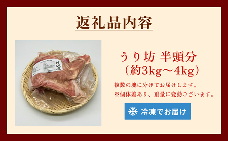 うり坊　骨付き肉　半頭分（約3kg～4kg）　富山県 氷見市 猪 ジビエ ウリ坊 肉 BBQ 鍋 