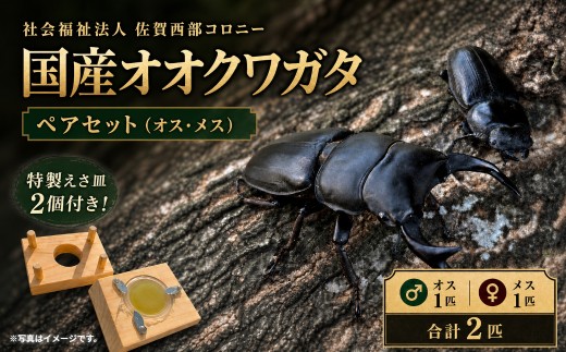 国産オオクワガタ　ペア　特製えさ皿２個付き