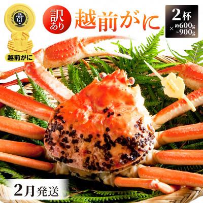 ふるさと納税 越前町 【訳あり】≪浜茹で≫ 越前がに 600〜900g前後 × 2杯【2月発送分】