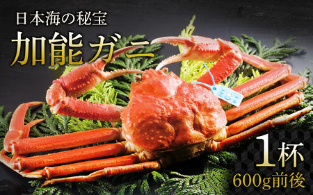【先行予約】加能ガニ 1杯（600ｇ前後）【2026年1月中旬より順次発送】|ズワイガニ かに