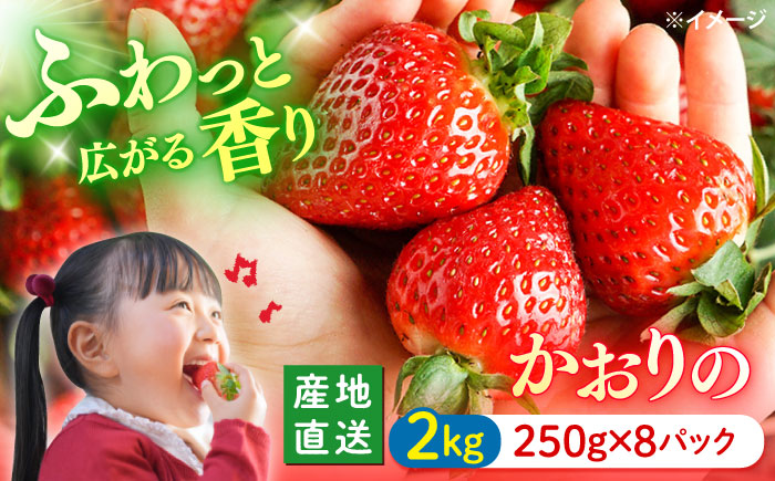 【☆先行予約☆】【風味豊かな香り】 西海市産 いちご 「かおりの」約2kg（250g×8パック）＜武藤農園＞ [CFV002] 長崎 西海 イチゴ いちご 2kg 贈答 ギフト