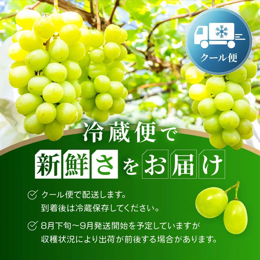《先行予約 2026年8月下旬～9月発送》【勧修寺観光農園】不揃い訳あり 京都市産 シャインマスカット 1kg｜シャインマスカット 人気