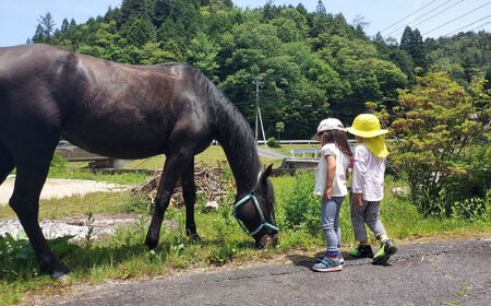 乗馬体験券（ふれあい、30分程度の乗馬）1名分 チケット 馬 岐阜 恵那市 / ベルの家[AUCN001]