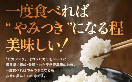 【先行予約】【令和7年産】化学肥料不使用 特別栽培米 ピカツンタ 精米 5kg / 白米 米 福井県あわら市産 美味しい 特別栽培米 減農薬 安心な米 旨味 甘み もっちり 冷蔵保管米 ※2025年9
