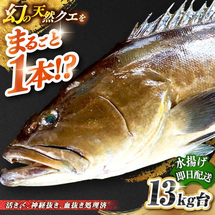 【ふるさと納税】天然クエ（13キロ台・丸もの） 《壱岐市》【壱岐島　玄海屋】[JBS053] クエ 魚 刺身 しゃぶしゃぶ 940000 940000円 94万円 のし プレゼント ギフト