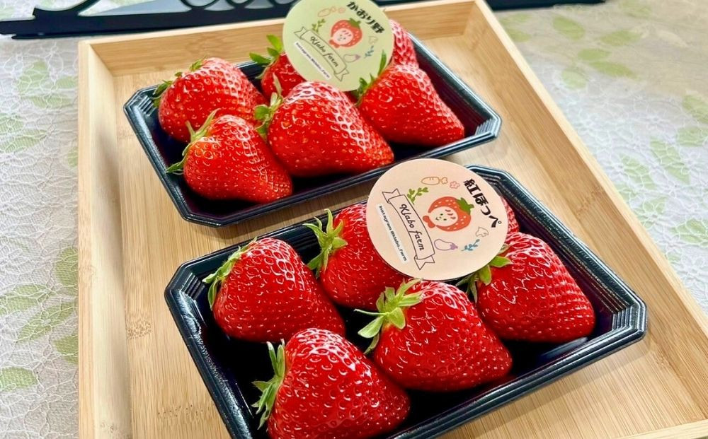 【先行予約・数量限定】【贈答用・3L~4Lサイズ・大粒】かおり野いちご500g（朝採れ完熟 約250g×2P）