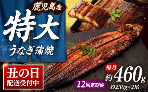 全12回定期便 鹿児島産 うなぎ 蒲焼2尾セット▼  国産 うなぎ 特大 鰻 ウナギ 蒲焼 うなぎ 蒲焼き 肉厚 うなぎ ウナギ 冷凍 特大 希少 鰻 うなぎ 鰻 人気 ウナギ うなぎ おすすめ ランキング うなぎ おいしい unagi うなぎ かばやき 高級 特別 贅沢 うなぎ ウナギ ひつまぶし うなぎ ウナギ 鰻 お取り寄せ 九州 福岡 桂川町/山水商事 [ADAH014]